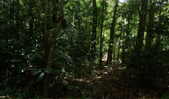 Monteverde-Cloud-Forest