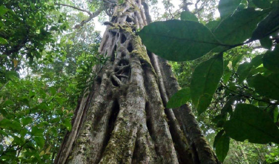 Monteverde-Cloud-Forest