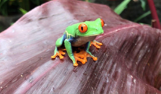 frog